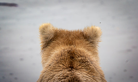 What a Bear Sees