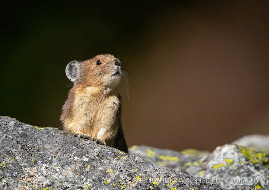 Rock Rabbit
