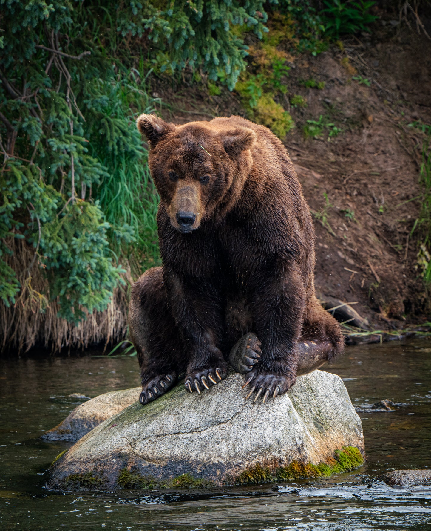 King of the River