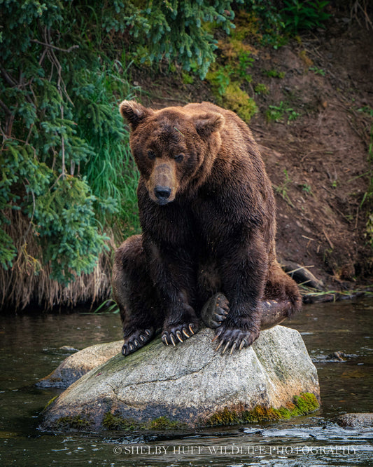 King of the River