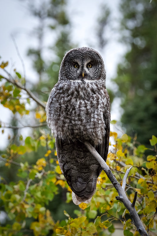 Owl Overhead