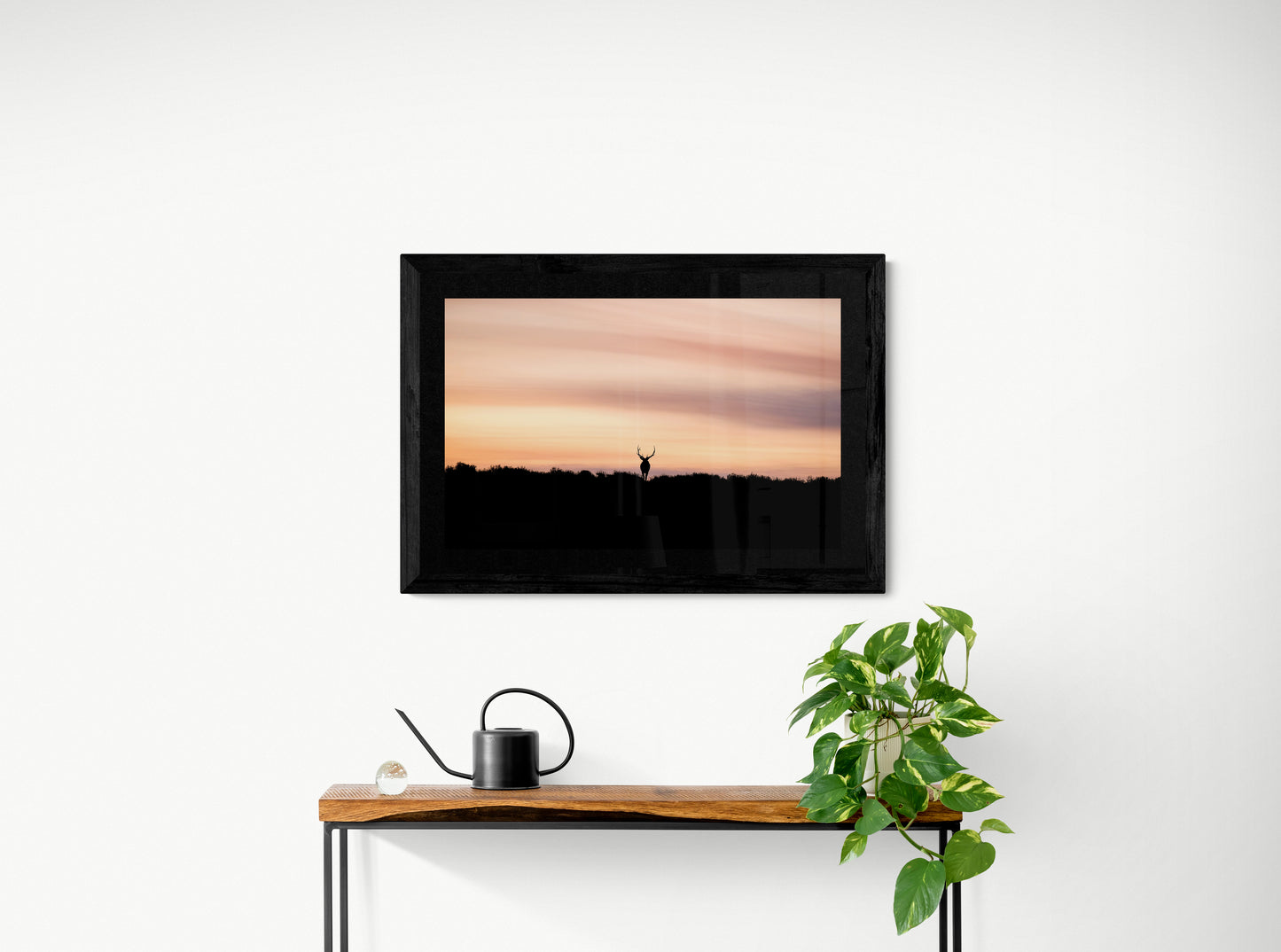 Bull Elk During Sunrise