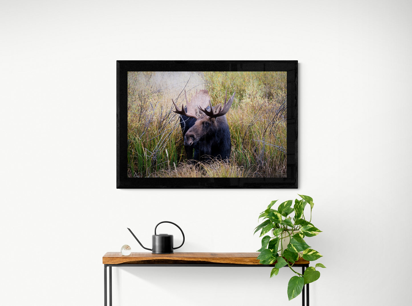 Bull Moose Portrait