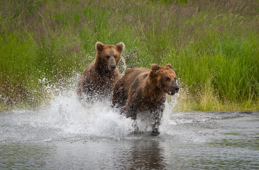 On the Run