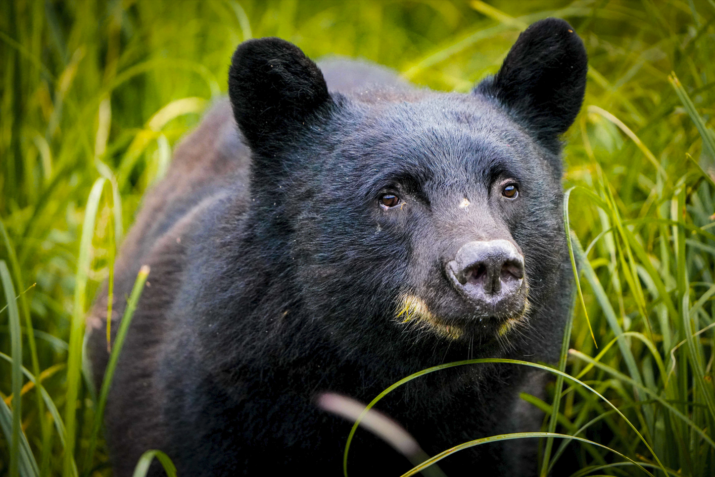 Black Bear in the Grass