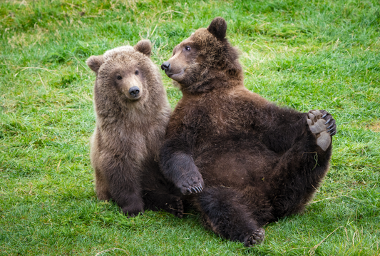 Little Cubs