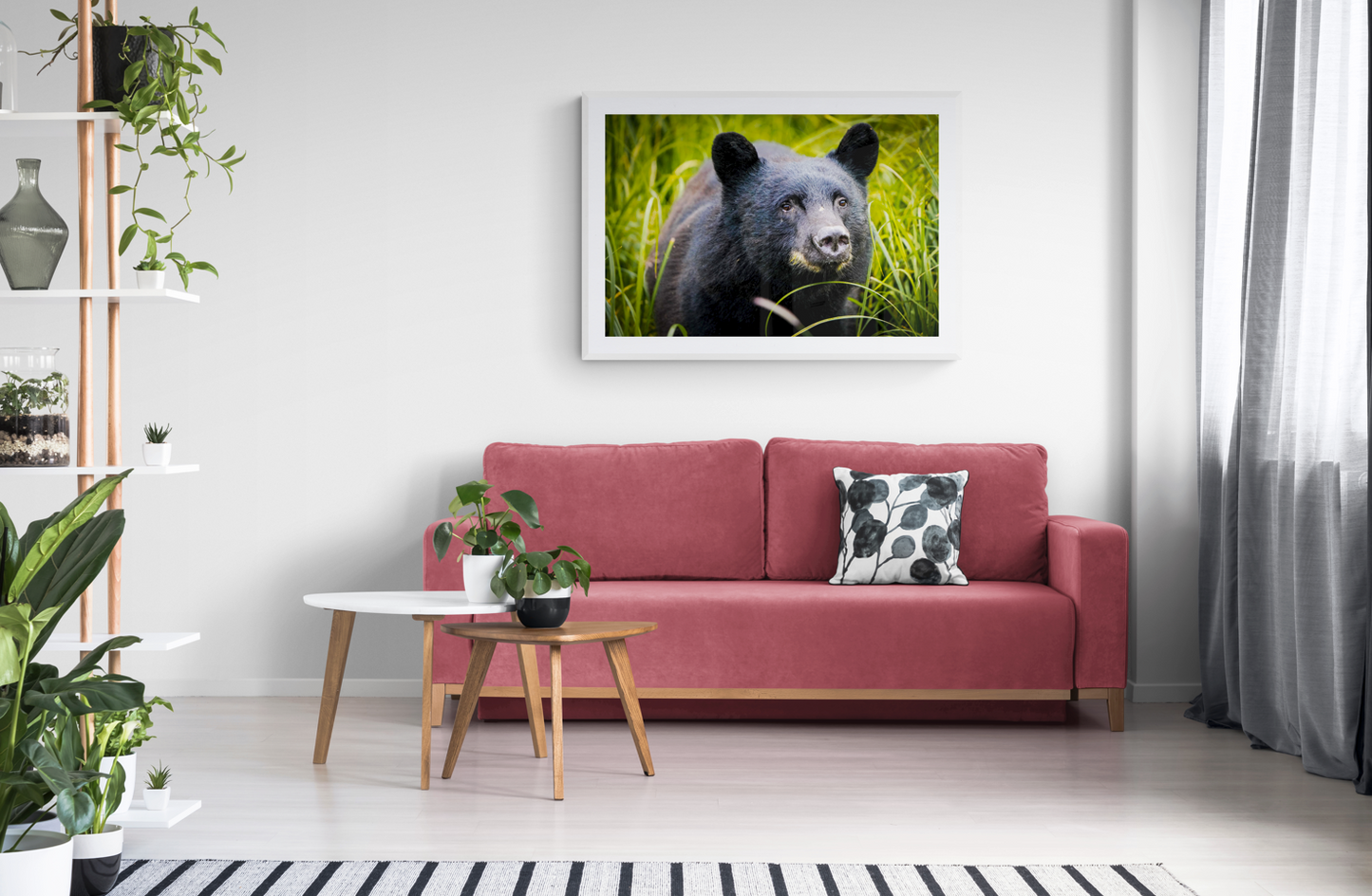 Black Bear in the Grass