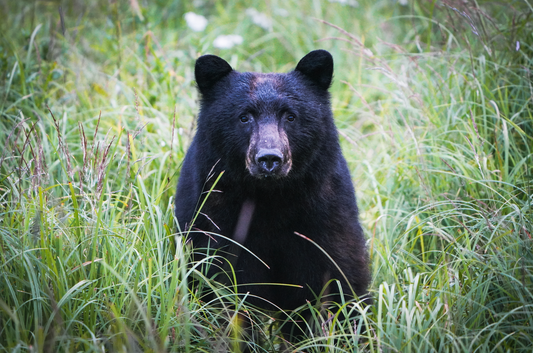 Estuary Bear