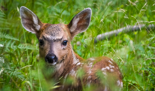 Little Fawn