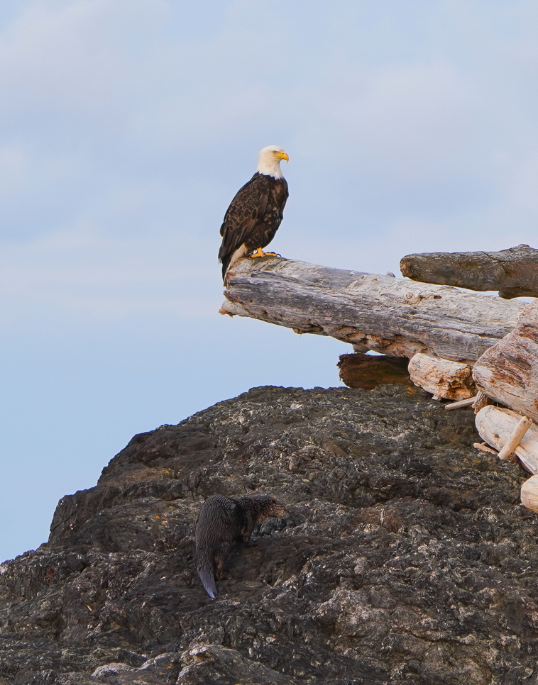 Eagle and Otter