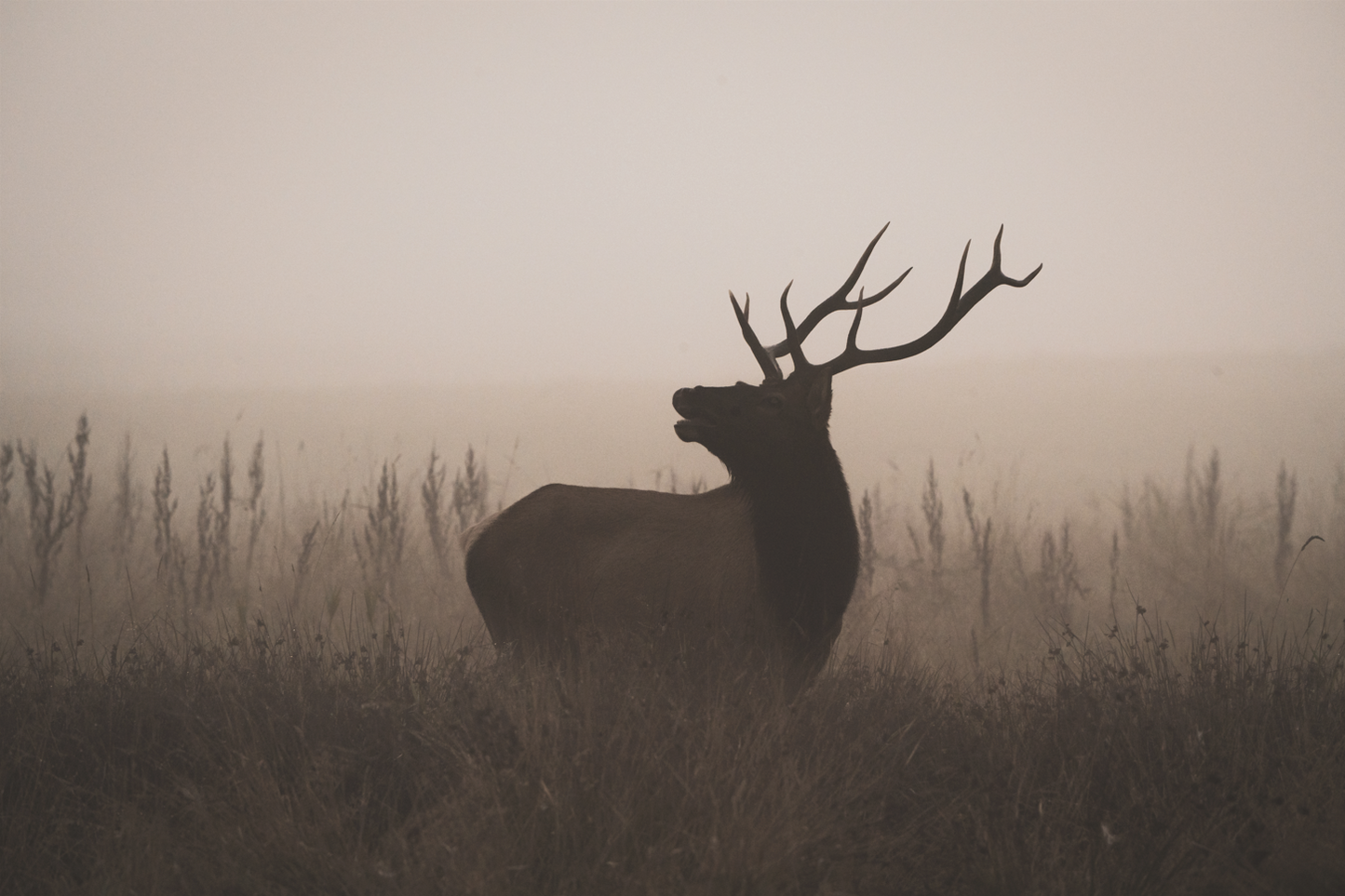Elksong