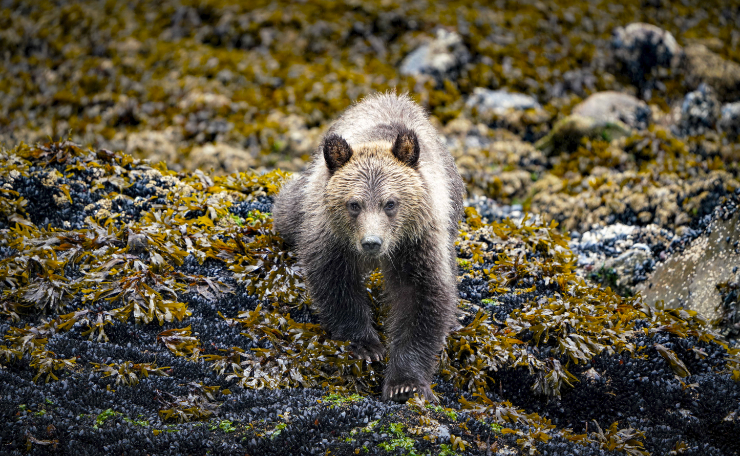 Coastal Cub
