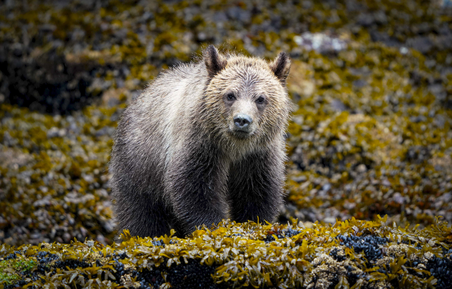 Frizzy Cub