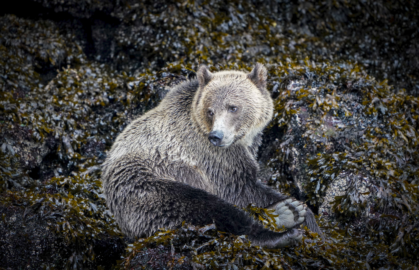 Little Bear