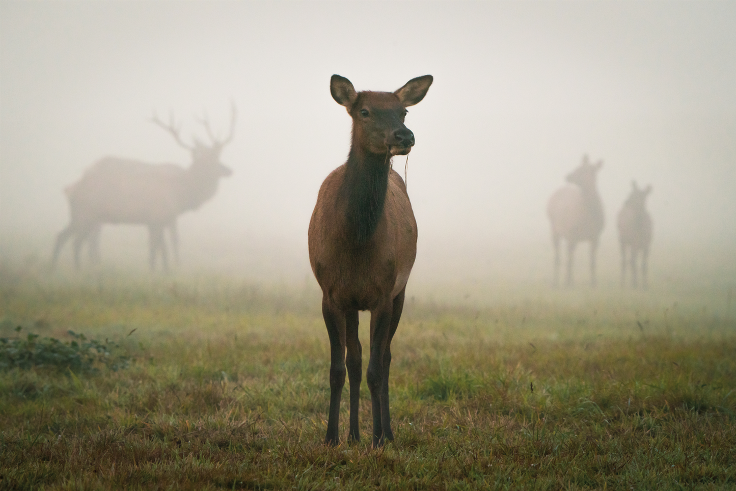 Through the Fog