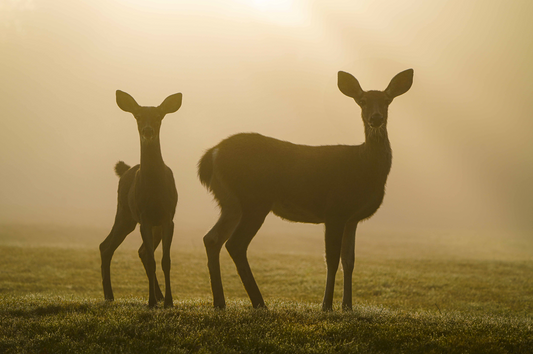 Sunrise Mule Deer