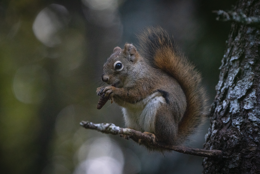 Red Squirrel