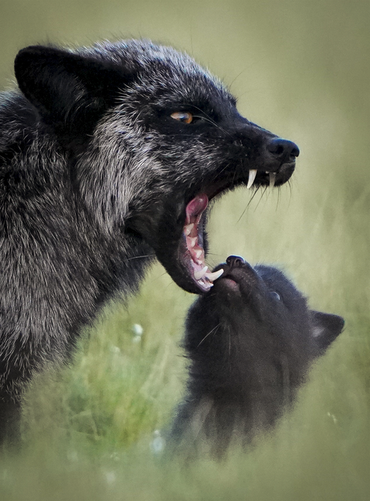 Silver Fox and Kit