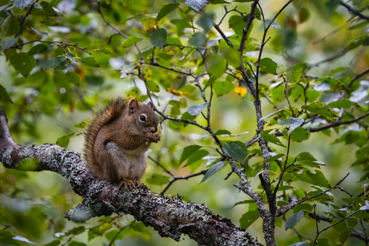 Little Red Squirrel