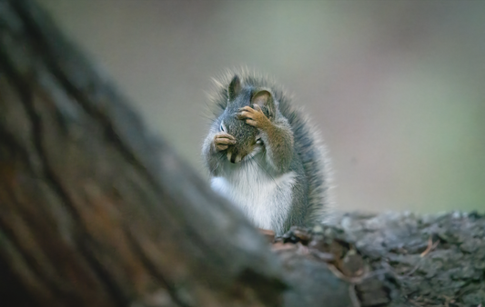 Grey Squirrel Grooming