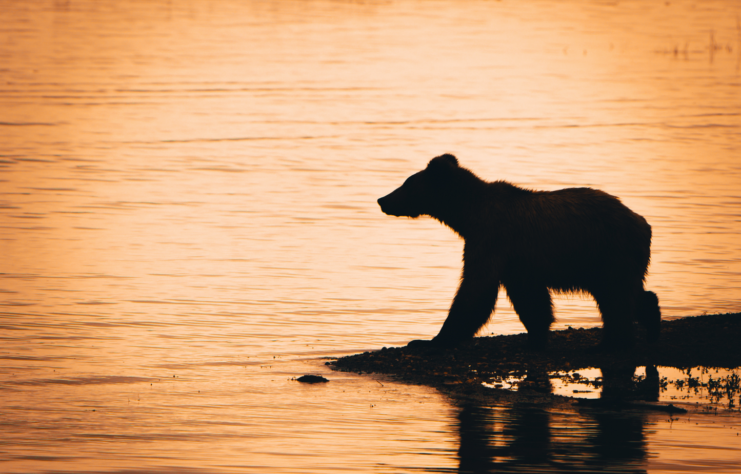 Brown Bear Sunrise