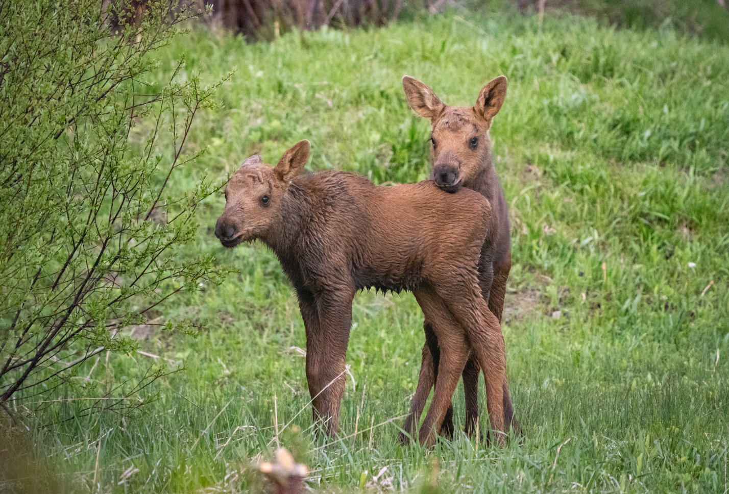 Moose Calves