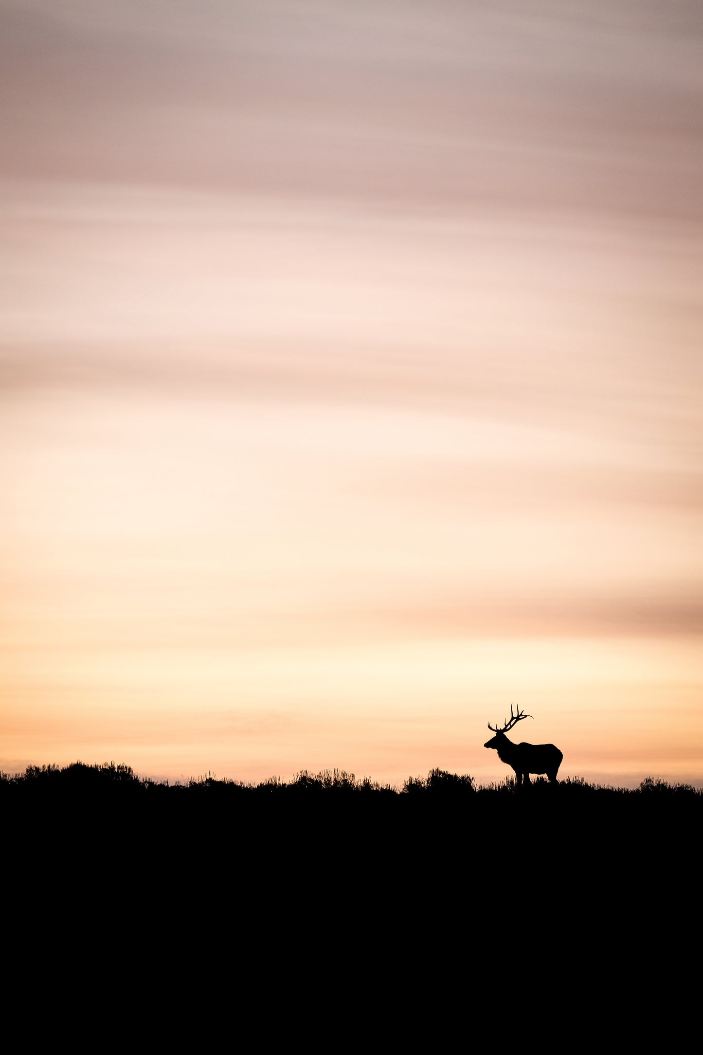 Bull Elk During Sunrise Portrait