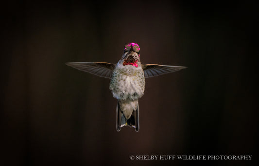 In Flight