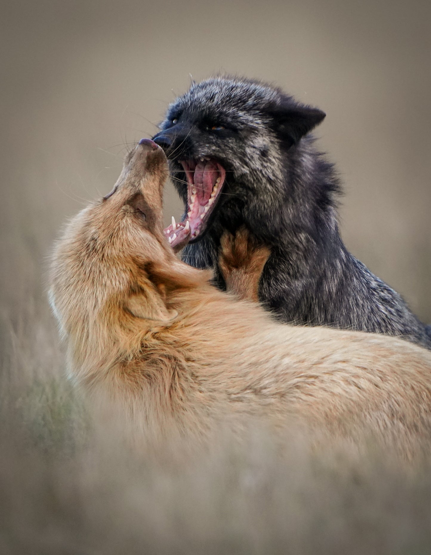 Fighting Foxes
