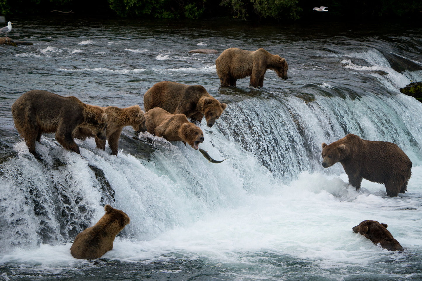 Brown Bears at Brooks Falls