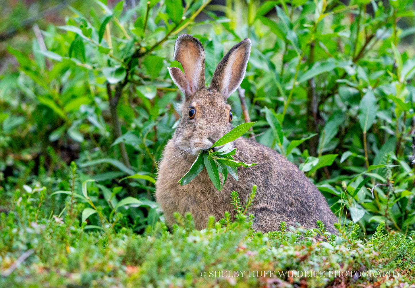 The Forager