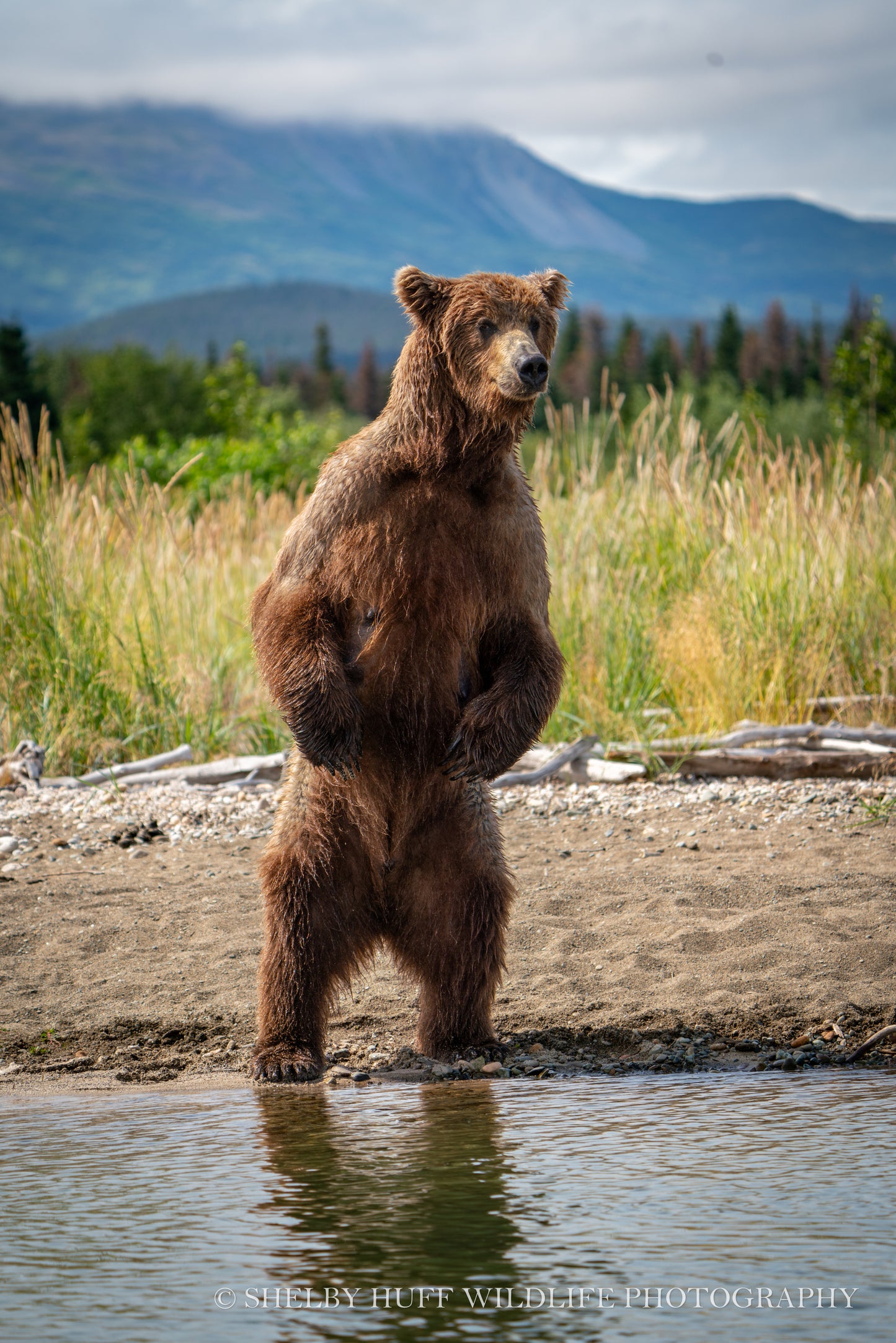 Brown Bear Standing