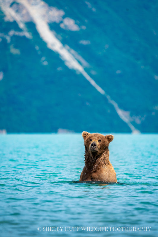 Swimming Brown Bear