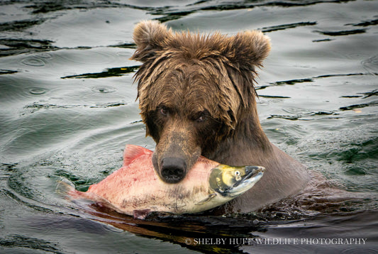 Brown Bear with Salmon