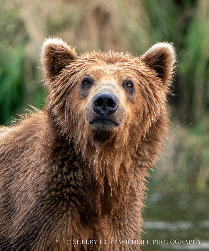 Portrait of a Bear