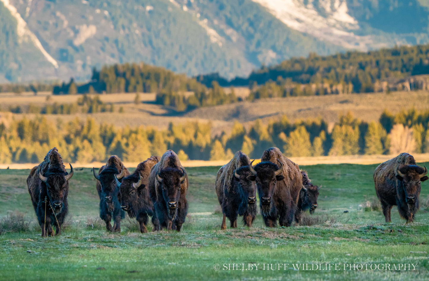 Bison Herd