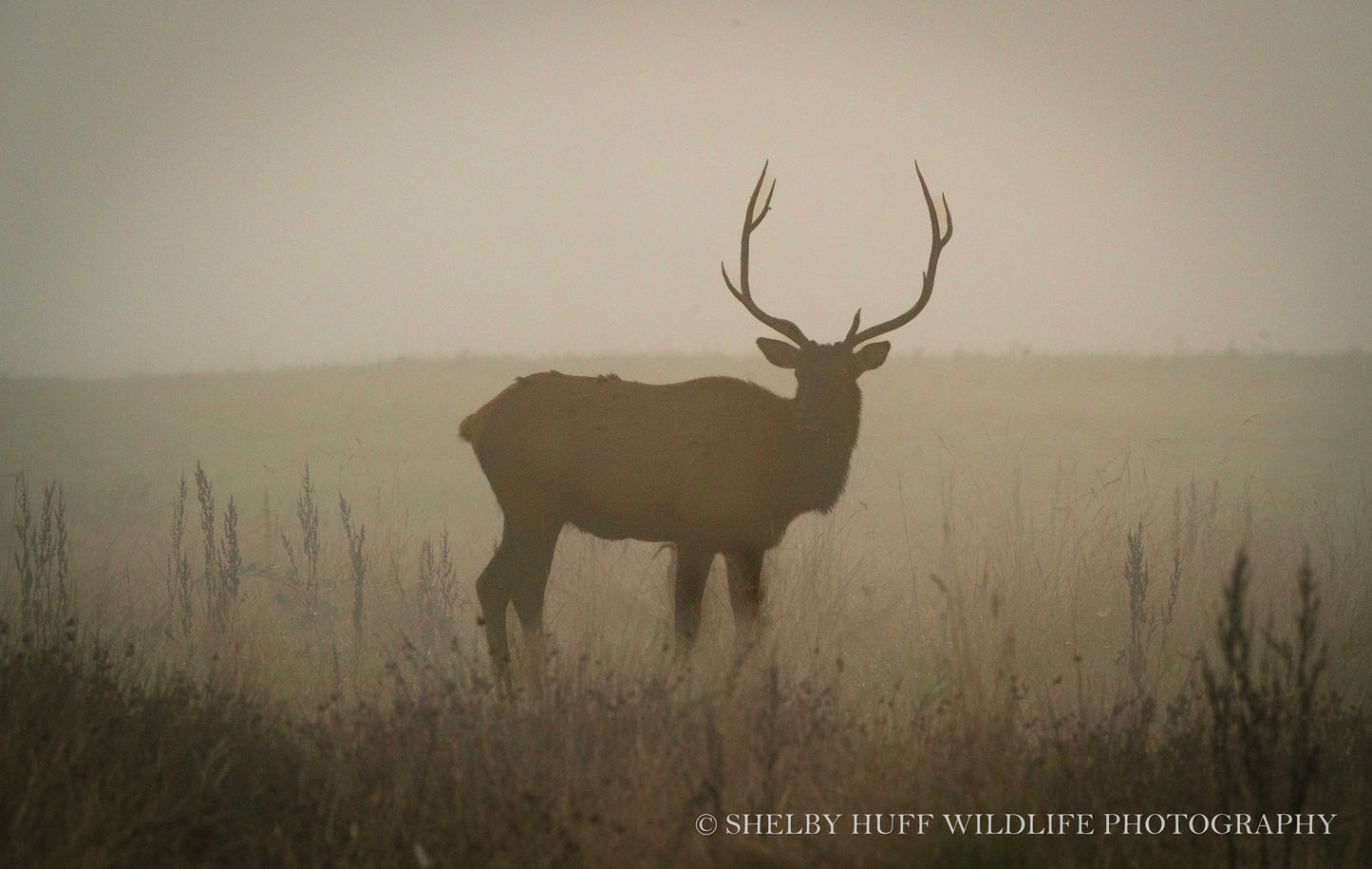 Elk Silhouette