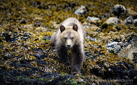 Coastal Cub