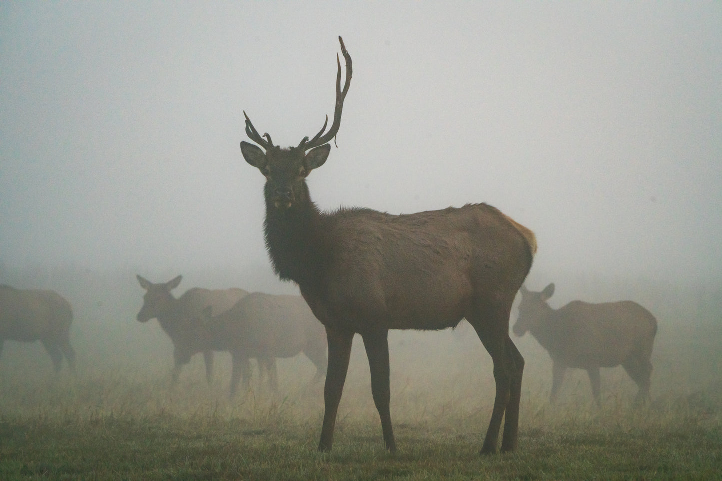 One-Antlered Elk