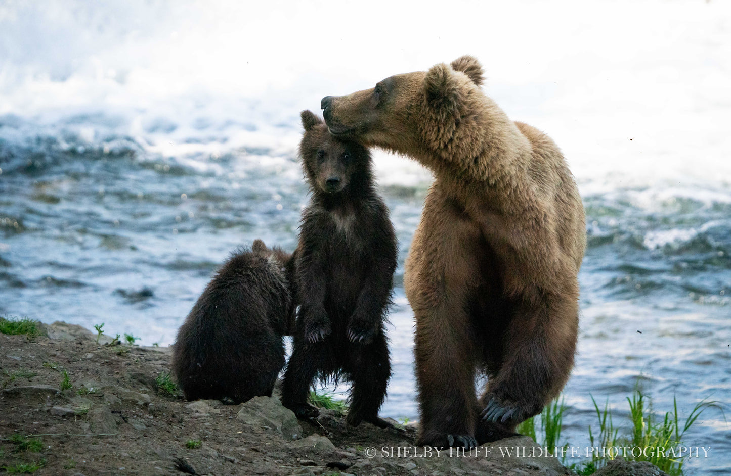 Little Bear on the River