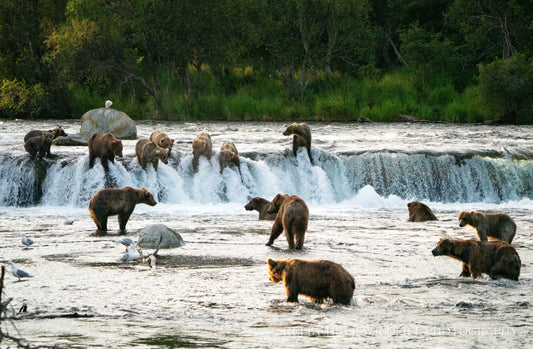 Evening at the Falls