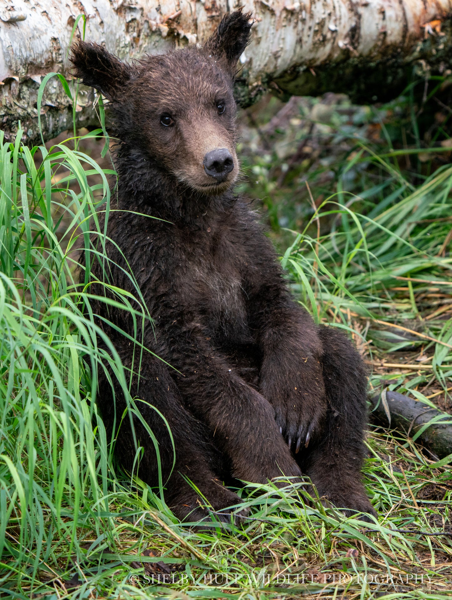 Brown Bear Cub