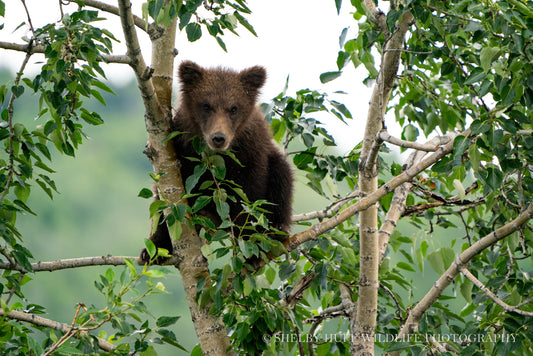 Treed Cub