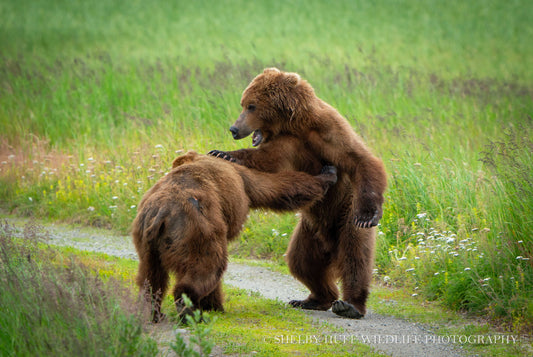 Brawling Subadults