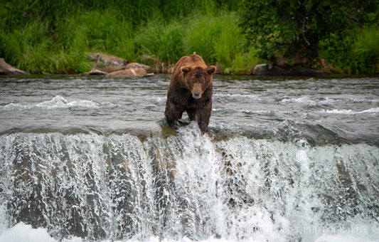 King of the Falls