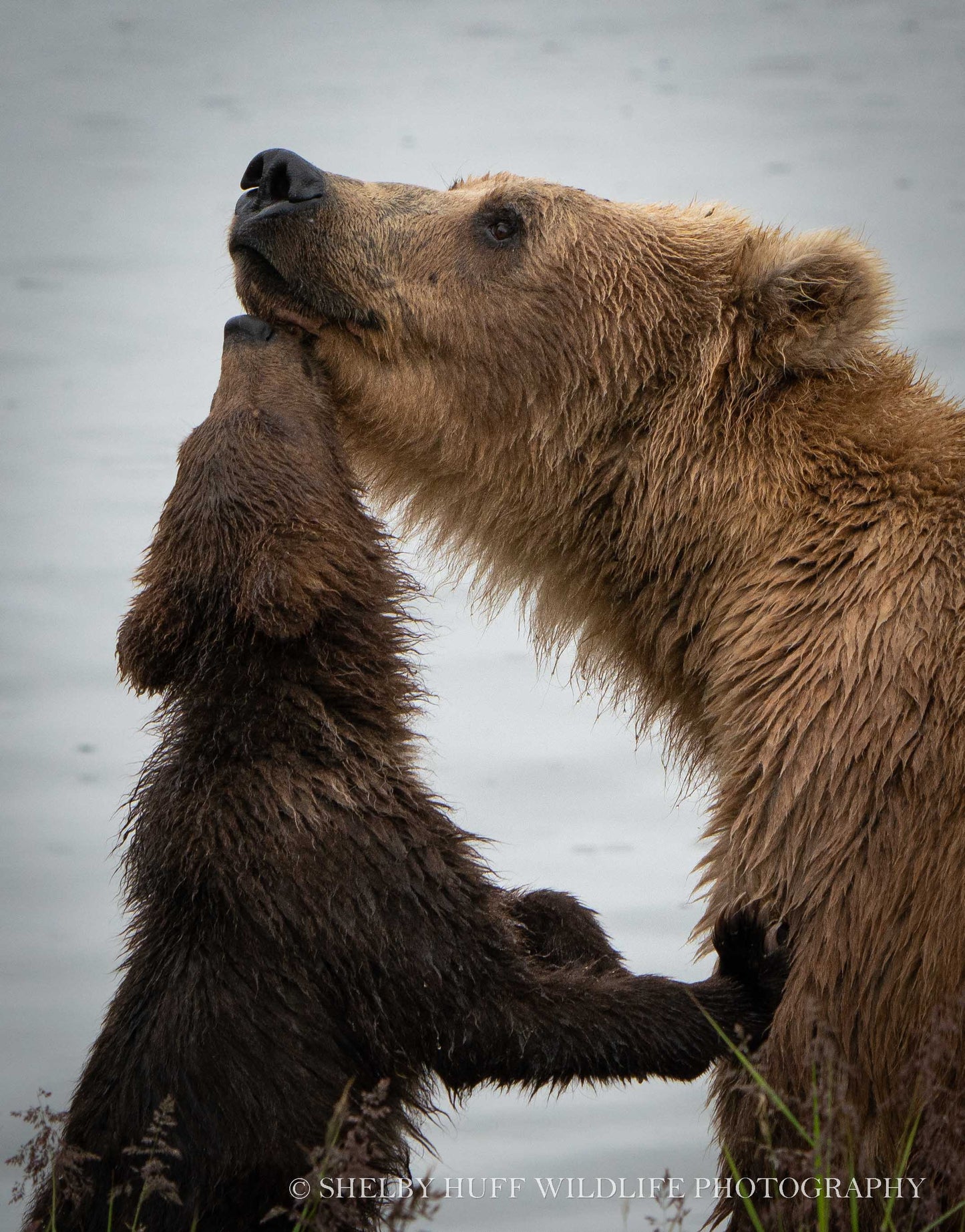 Brown Bear Love