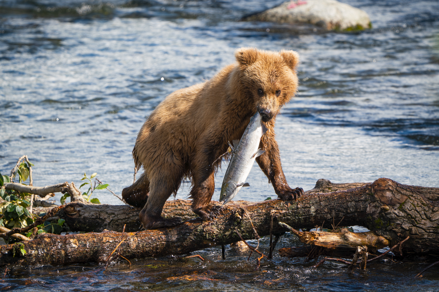 Cub with Salmon