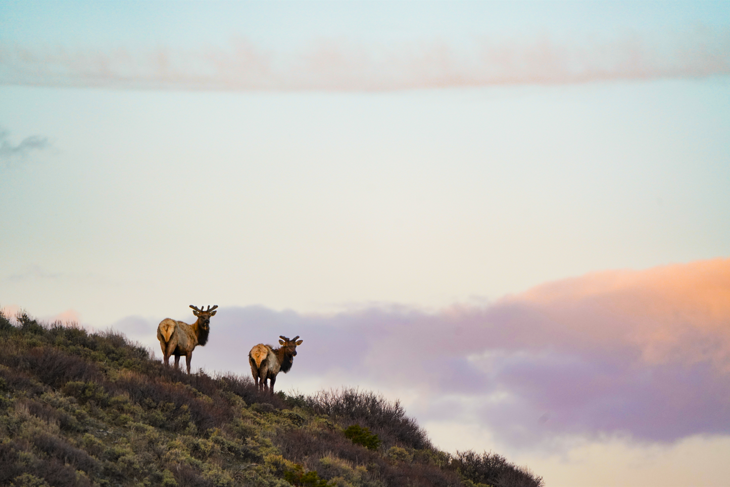 Rocky Mountain Elk at Sunset